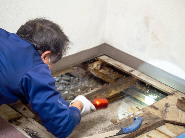 Best Black Mold Removal  in Carroll, IA