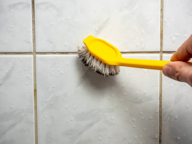 Best Fast Mold Removal  in Carroll, IA