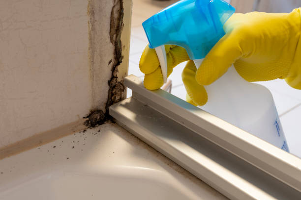 Mold Removal and Inspection in Carroll, IA