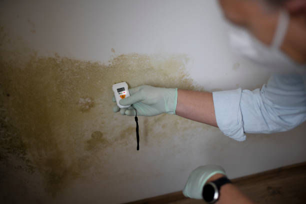 Best Attic Mold Removal  in Carroll, IA