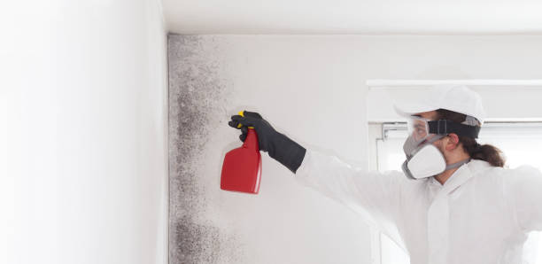 Best Mold Inspection  in Carroll, IA