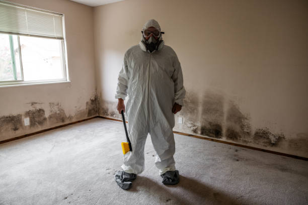 Best Local Mold Removal Service  in Carroll, IA