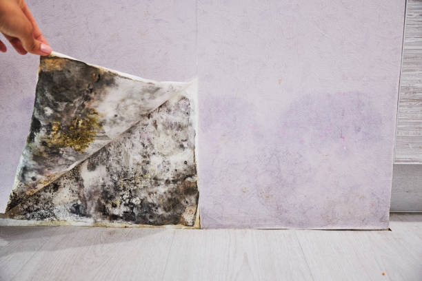 Best Emergency Mold Removal  in Carroll, IA